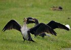 Aalscholver  (juveniel) (Great Cormoran) (Phalacrocorax carbo) - Ogii Nuur 14-08-2016 (5)